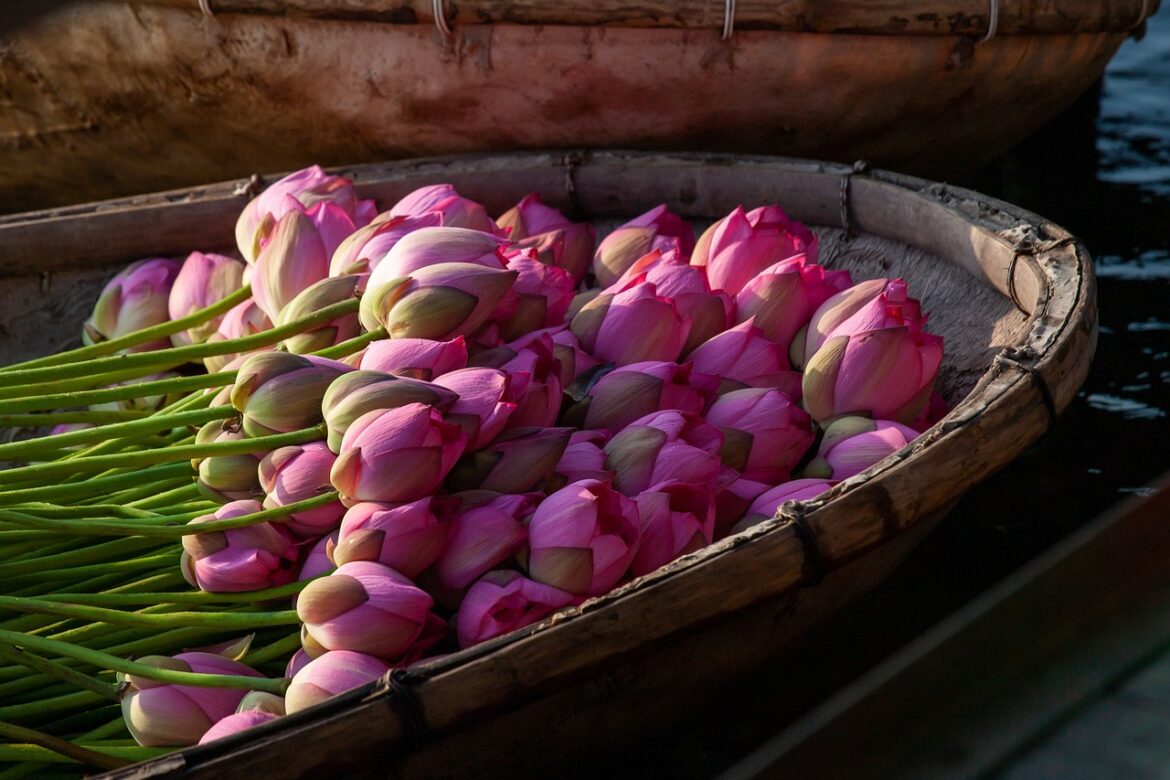 lotus-6588182_1280