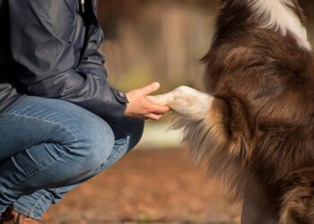Mascotas y bienestar: Cómo la nutrición funcional redefine el consumo humano y animal